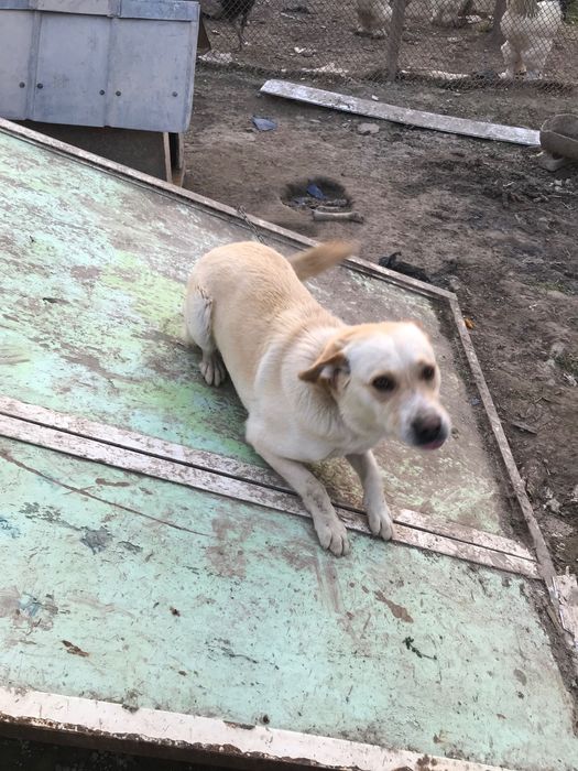 Продам собаку, лабрадор 9 месяцев