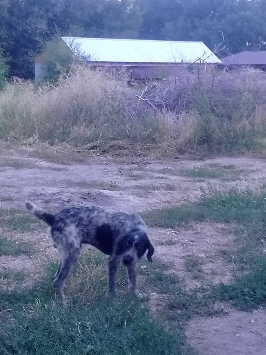 Дратхаар не рабочий 2 года