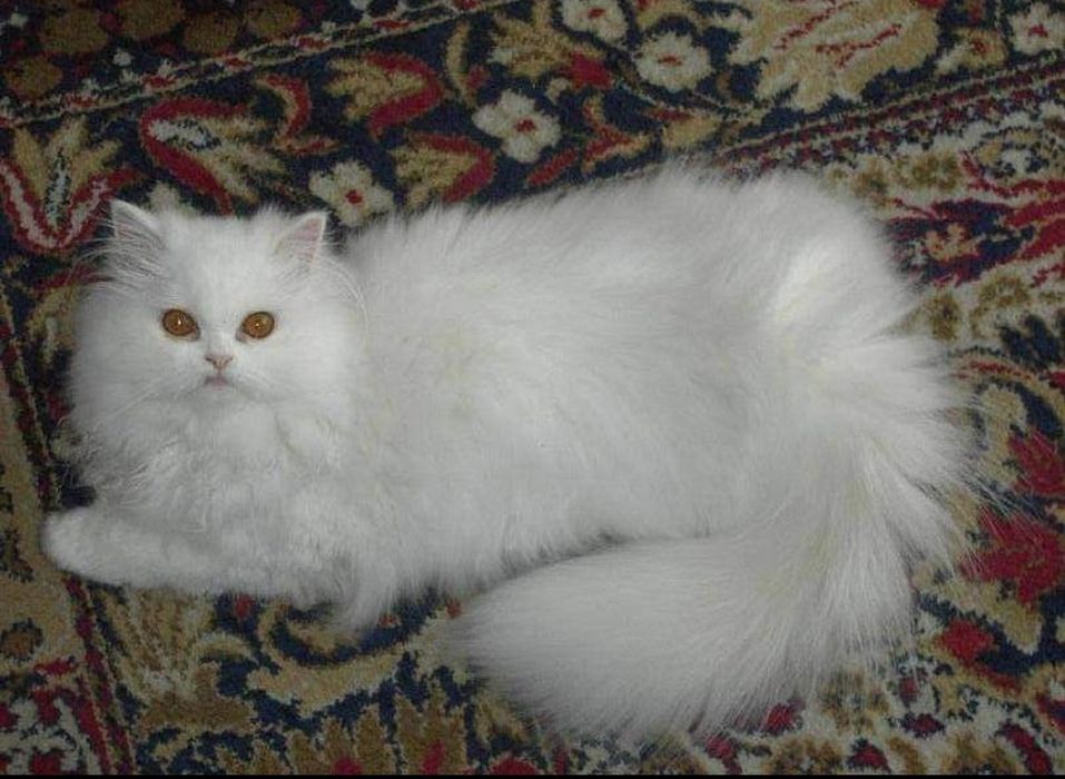 Персийско котенце