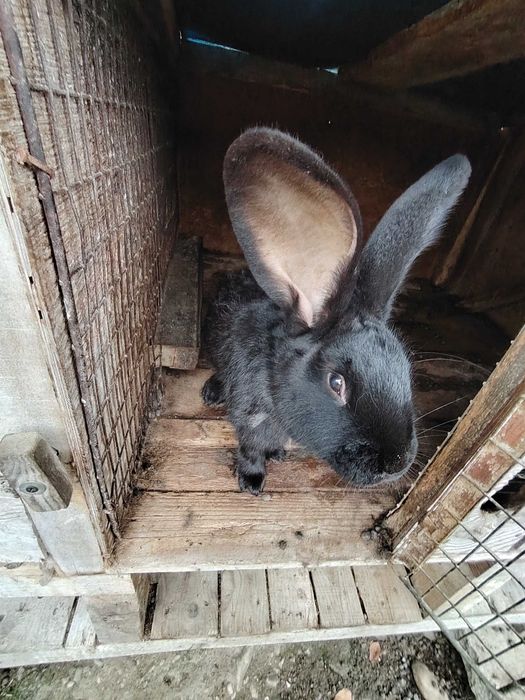 Vând iepuri  uriași de Transilvania și uriași germani