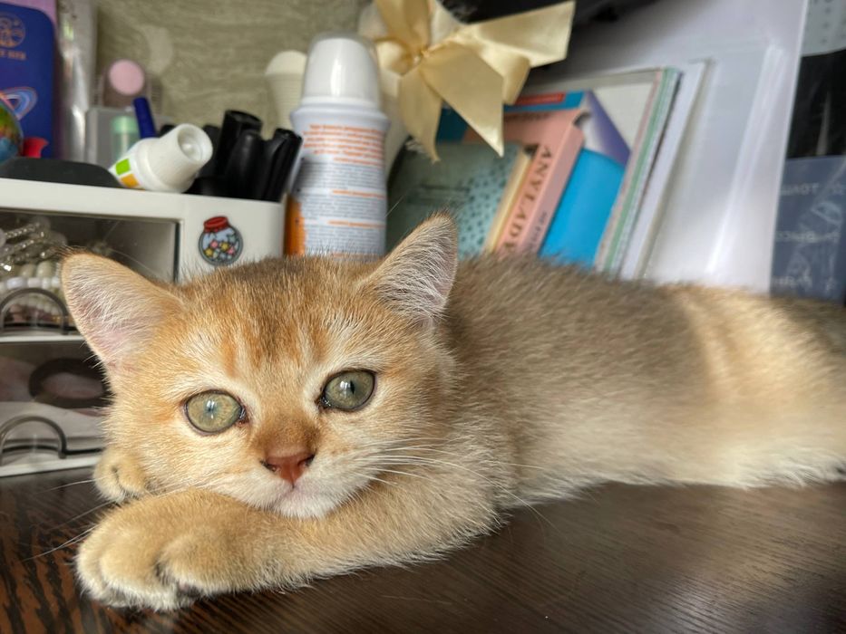 Котёнок золотая шиншилла.