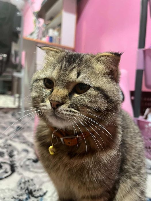 Пародни пишик вакцина олган