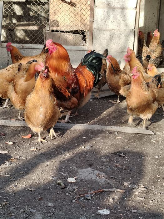 Кученский   Инкубационое яйцо