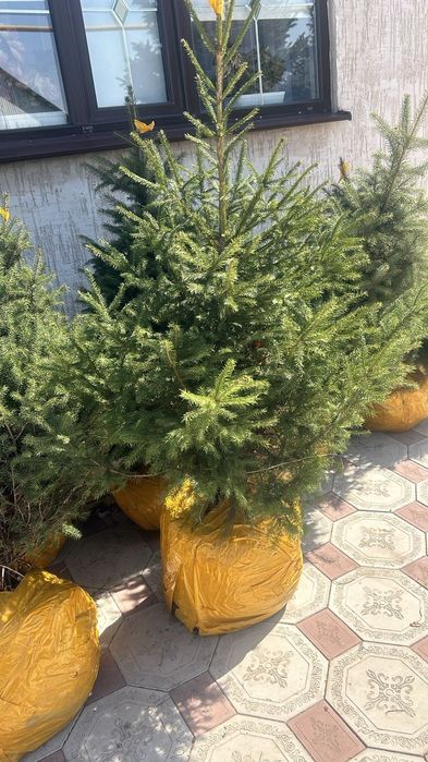 Саженцы ели с комом