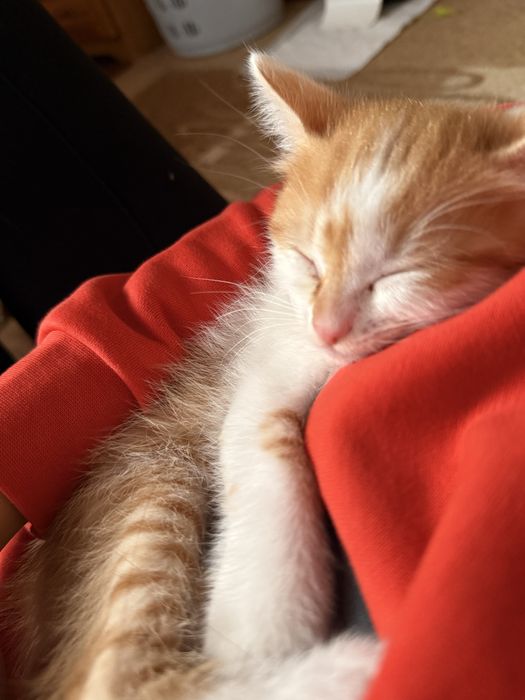 Подарявам женско котенце