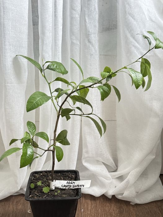 Цитрусовые растения