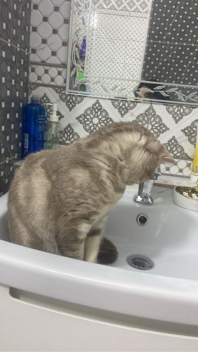 Отдам в хорошие руки очень чистоплотную кошку. К лотку приучена.