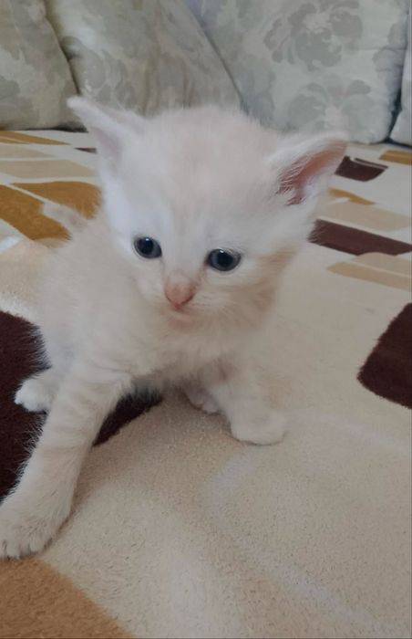 Котята породистые