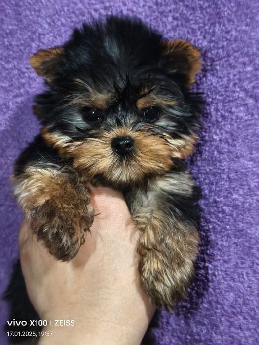 Продам щенков йорка, рассрочка каспи