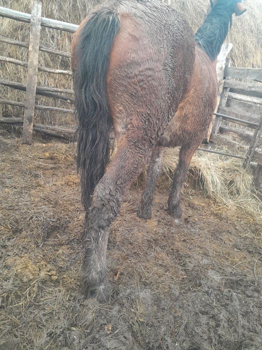 Продам жеребчика