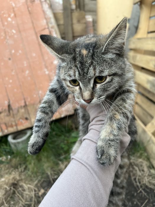 Отдам котенка маленький