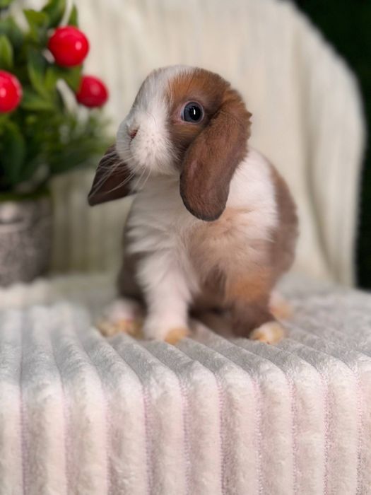 Quyon bolasi sovg'a uchun va maxsus qafas