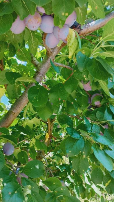 Prune de vânzare