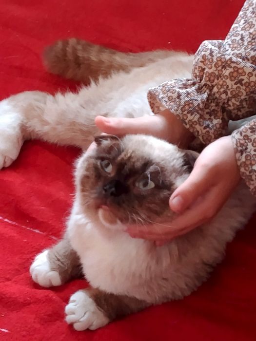 Mushuk sotiladi scottish fold