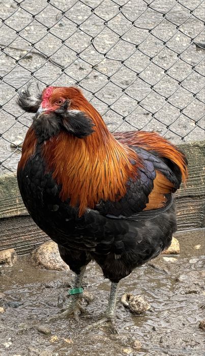 Oua Marans si Araucana Gat Auriu
