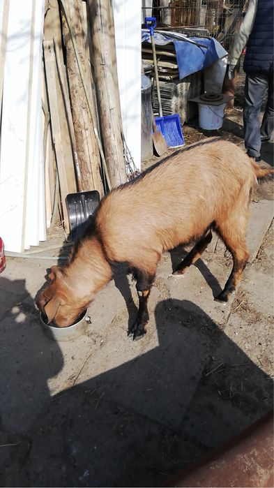 Vand anglonubian 2 ani