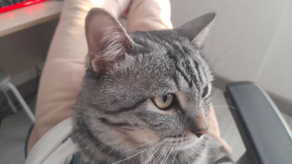 Кот, отдаем в добрые руки