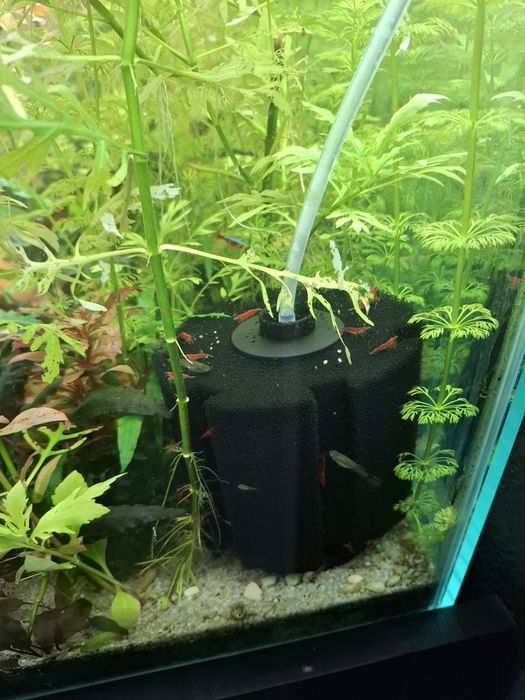 Растения за аквариум 6 вида