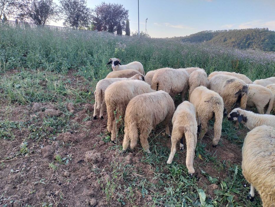 Miori și Berbecuți turcani brezi