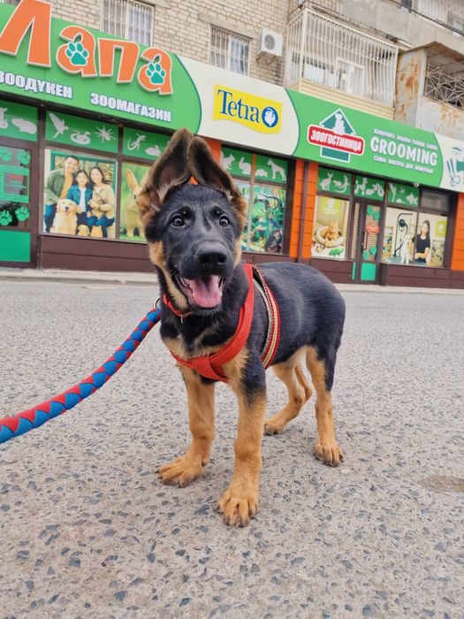 Щенок Немецкой овчарки