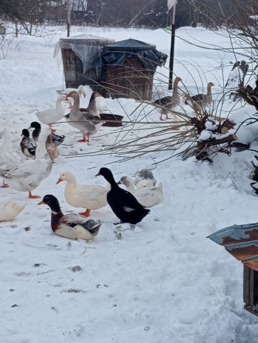 Vând păsări crescute in libertate