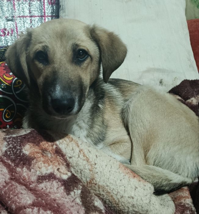 Отдам в хорошие руки