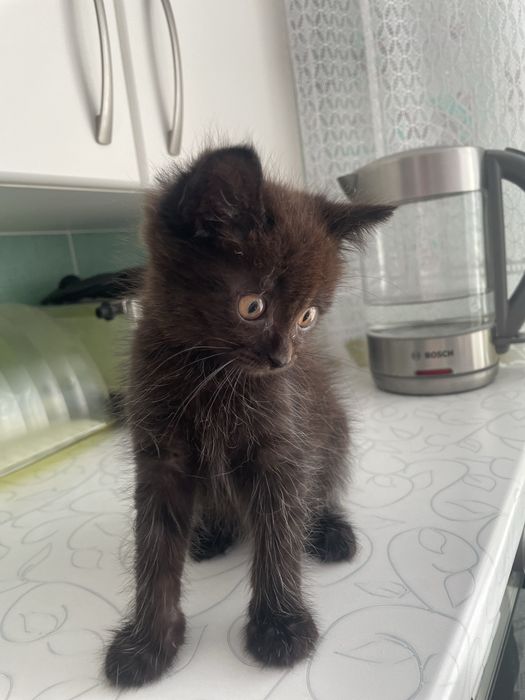 Животные . Котята .