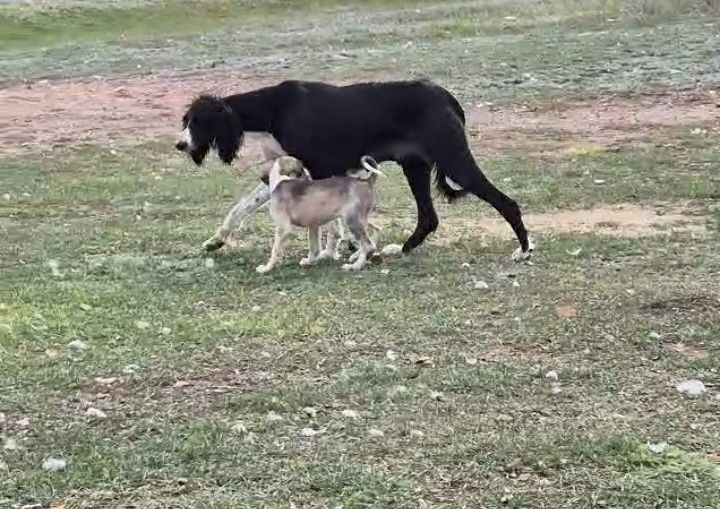 Продам Тазы Сатам