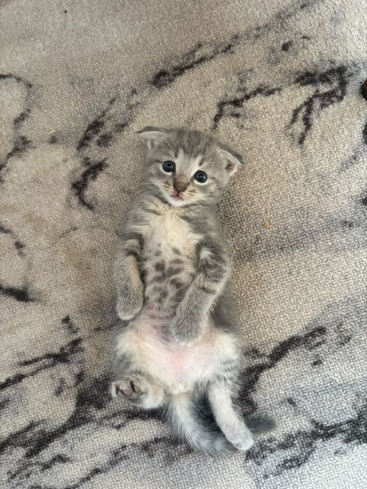 Продам котёнка шотландский