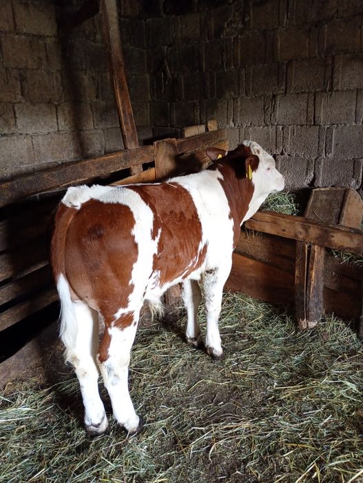 Vând vițel mascul