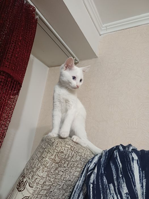 Котенок 3 мес. Гладкошерстый.