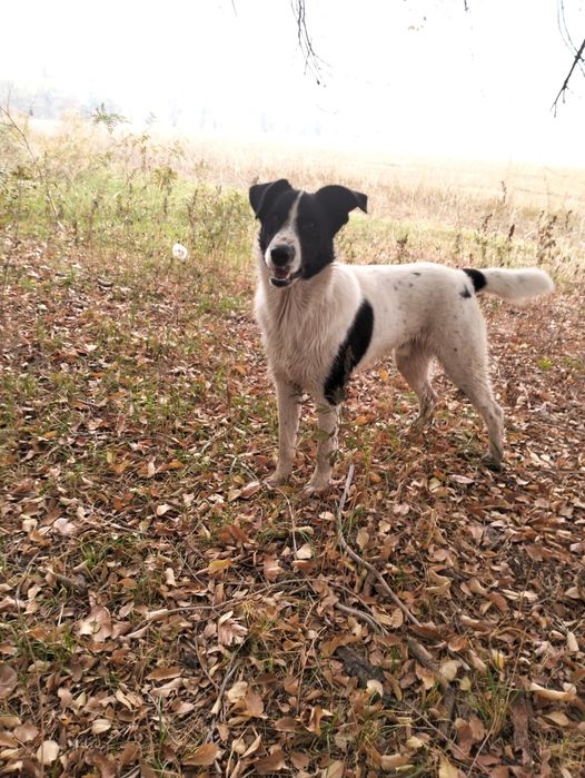 Собака в добрые руки