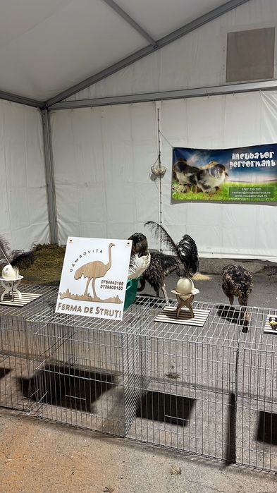 Pui de struț negru african