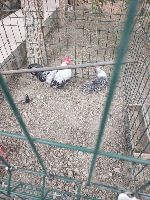 Brekil tovuqlar sotiladi 1 ta xuroz 2ta makiyoni dekarativni