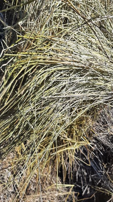 Продам сено, солому в тюках