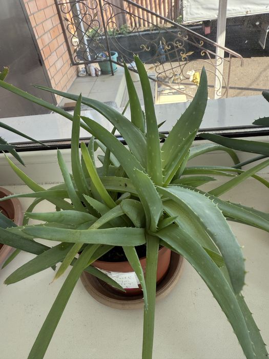 Алое вера лечебное, декабристка