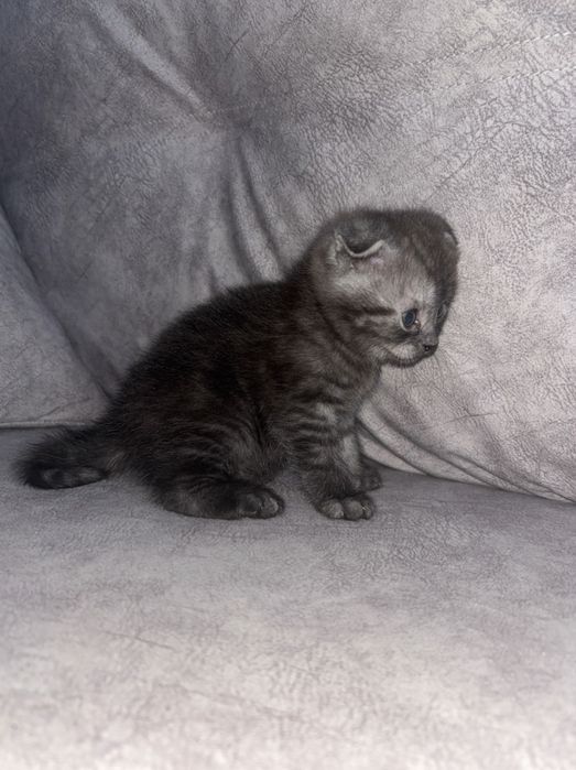 Продается котенок шотландский