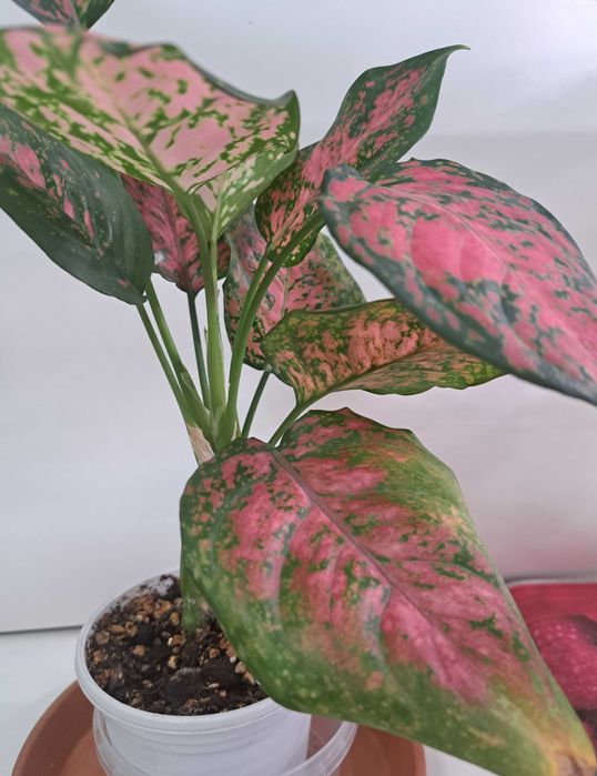 Аглаонема. Продам.