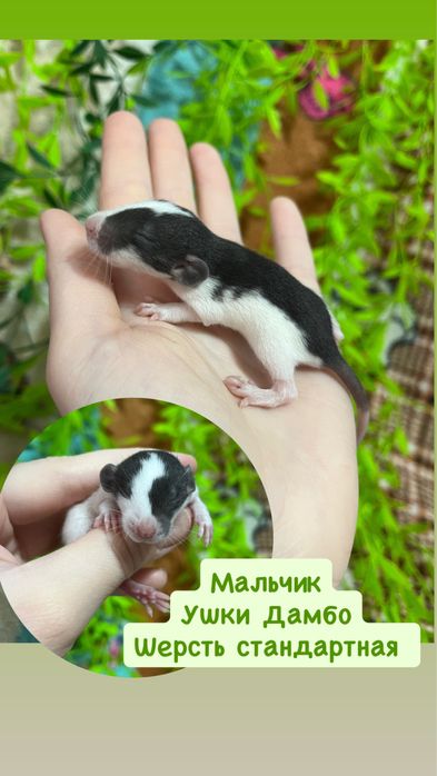 Крысята (крысы,крыса,крыски)