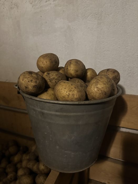 Картофель домашний