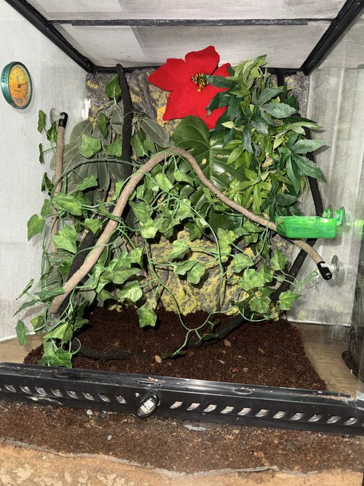 De vânzare gecko crestat + terariu Exo Terra