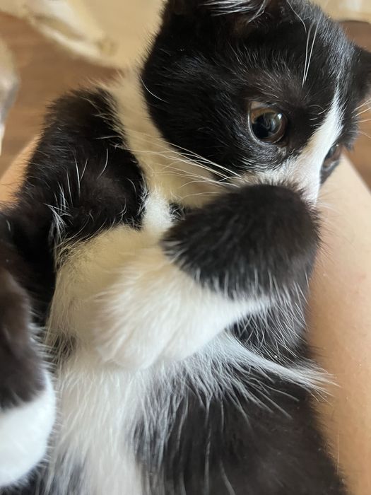 Отдаю котят  в добрые руки