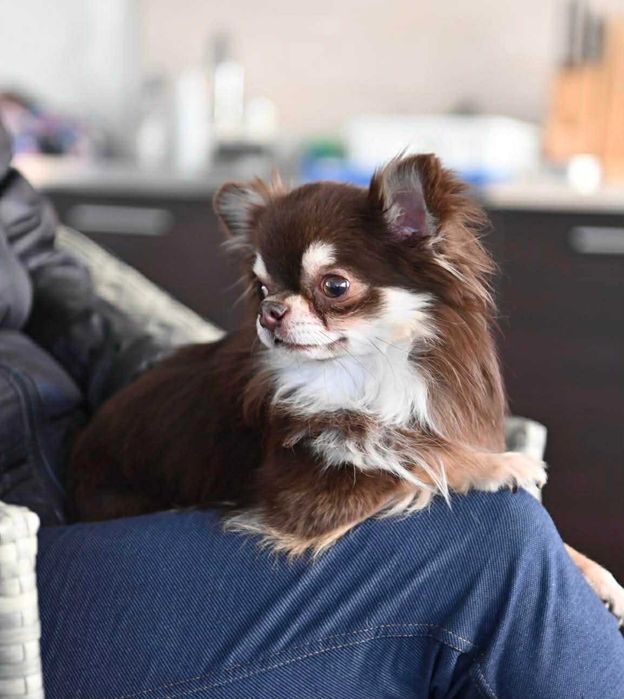 Мъжко мини чихуахуа шокладов тен на две години с тегло 2 кг