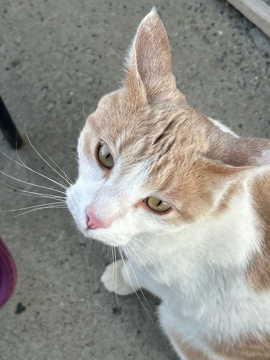 Отдам в добрые руки