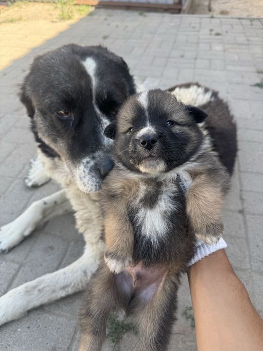 Отдам в хорошие руки!