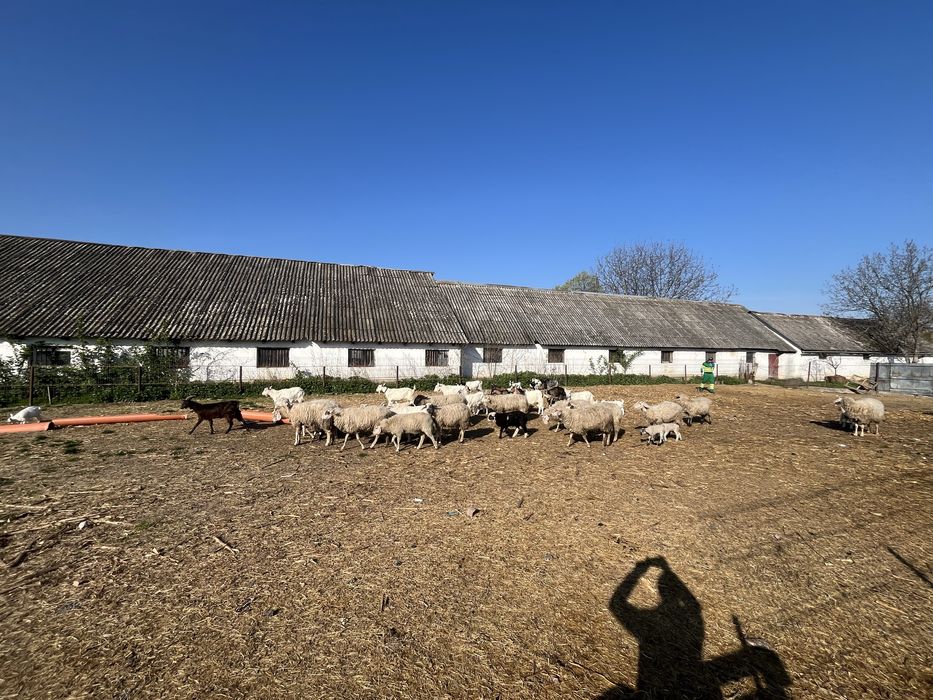 Vand oi +capre turma întreaga