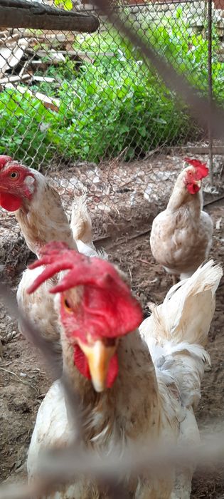 Tovuqlar sotiladi ?Товуклар сотилади