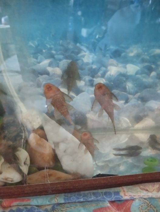 Анцитрусы аквариумные рыбки