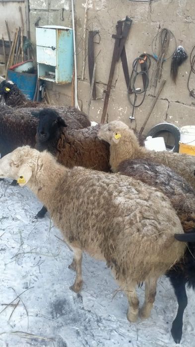 Продам Баран срочно