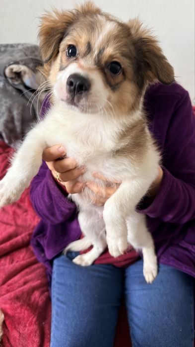 Adoptie - pui de catel , talie mica
